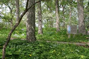 Home Gardening Area